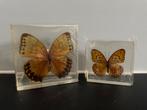 Vlinders in hars, Verzamelen, Ophalen of Verzenden, Zo goed als nieuw, Insect, Opgezet dier