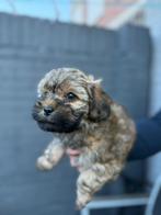 2 schattige maltipoo pups, Rabiës (hondsdolheid), Overige rassen, 8 tot 15 weken, Meerdere