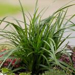 Vaste plant, carex, Ophalen, Vaste plant, Siergrassen, Halfschaduw
