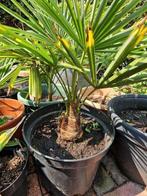 Prachtige GROTE palmplanten, Volle zon, Vaste plant, Zomer, Ophalen