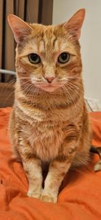 Lieve rode kater, Dieren en Toebehoren, Kater