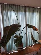 Strelitzia, Huis en Inrichting, Kamerplanten, Ophalen, Halfschaduw, 200 cm of meer