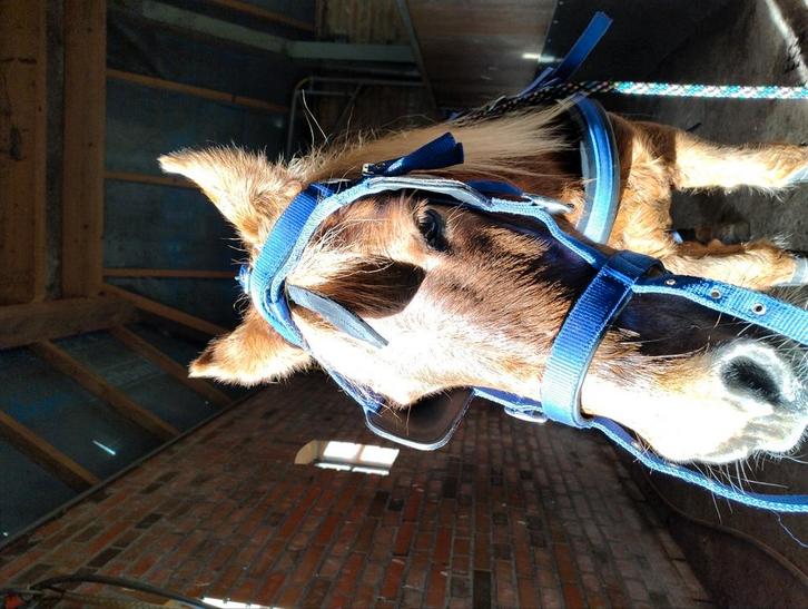 Men hoofdstel! Mini/Shet, Dieren en Toebehoren, Paarden en Pony's | Hoofdstellen en Tuigage, Overige soorten, Ophalen of Verzenden