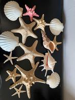 Schelpen en zeesterren, Verzamelen, Mineralen en Fossielen, Ophalen of Verzenden, Schelp(en)