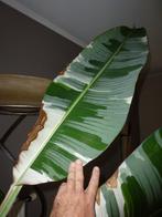 Musa aeae florida variegata, Ophalen, Vaste plant, Overige soorten, Halfschaduw
