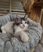 Schitterende Maine Coon Kittens met stamboom, Meerdere dieren, Gechipt, 0 tot 2 jaar
