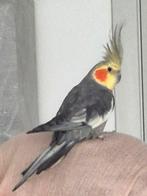 Hand tamme valkparkiet, Dieren en Toebehoren