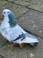 Haagse tilduiven kroppers, Dieren en Toebehoren, Vogels | Duiven, Meerdere dieren