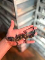 1.0 pure black night luipaardgekko, Hagedis, 0 tot 2 jaar