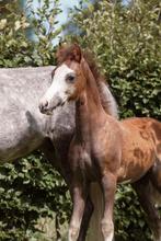 Welsh hengstveulen, Dieren en Toebehoren, Pony's, B, Gechipt, Dressuurpony, 0 tot 2 jaar
