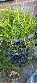 Aardappelmand met planten, Ophalen, Overige materialen, Gebruikt, Mand