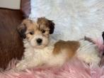 Lhapso Apso x Malthezer kruising pups 850€, Dieren en Toebehoren, Nederland, Overige rassen, 8 tot 15 weken, CDV (hondenziekte)