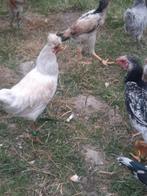 Kosovo langkraaiers te koop, Meerdere dieren, Kip