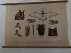 Antieke schoolplaat, Ophalen of Verzenden, Natuur en Biologie