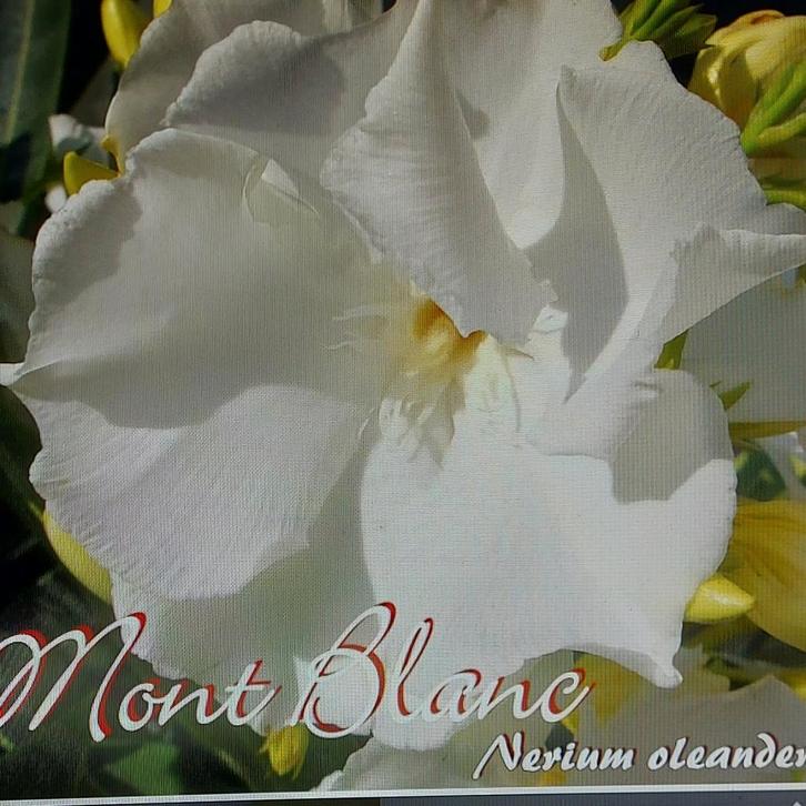 Nerium oleander Mont Blanc meervoudige wit, Tuin en Terras, Planten | Tuinplanten, Overige soorten, Volle zon, Zomer, Ophalen of Verzenden