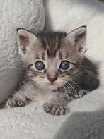 Kittens Siberische boskat/Ragdoll x kruising Britse korthaar, Meerdere dieren, Ontwormd, 0 tot 2 jaar