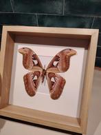 Atlasvlinder in lijst. Vlinder taxidermie attacus atlas, Verzamelen, Dierenverzamelingen, Ophalen of Verzenden, Insect, Opgezet dier