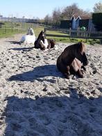 Gezellige stalhulp gezocht., Dieren en Toebehoren, Stalling en Weidegang