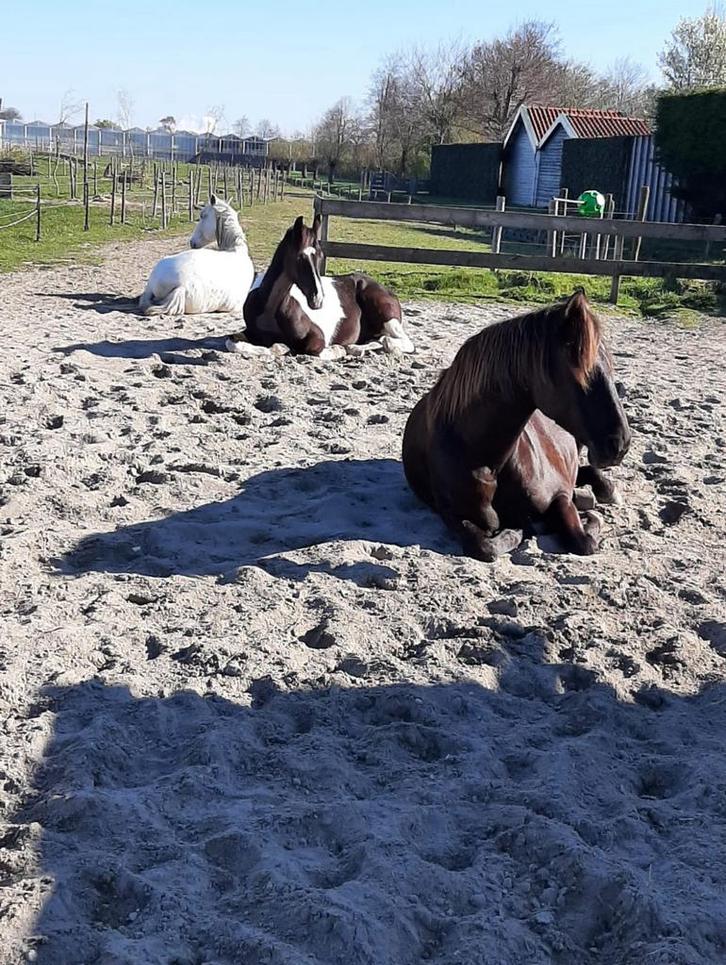 Gezellige stalhulp gezocht., Dieren en Toebehoren, Stalling en Weidegang