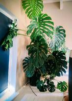 Grote Monstera Deliciosa Kamerplant, Ophalen of Verzenden, Halfschaduw, Minder dan 100 cm