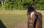 Lieve kinderpony aangeboden, Dieren en Toebehoren, April, Vrouwelijk