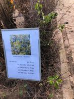 Sleedoorn (Prunus spinosa) - Prachtige struik!, Ophalen, Volle zon, Vaste plant, Fruitplanten