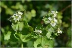 Look-zonder-look planten, Ophalen