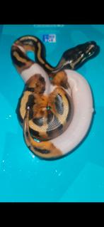 Ballpython#pythonregius#piedball, Dieren en Toebehoren, Reptielen en Amfibieën, Slang, 0 tot 2 jaar