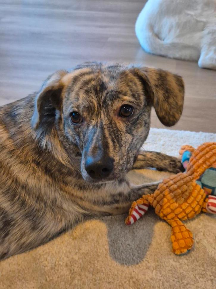 Lieve, gevoelige teef zoekt rustig en stabiel huis 1.2 jaar, Dieren en Toebehoren, Honden | Niet-rashonden, Middel, Teef, Particulier