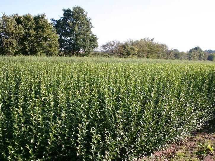 Haagliguster Ligustrum ovalifolium 40/60 t/m 125/150, Tuin en Terras, Planten | Struiken en Hagen, Liguster, Minder dan 100 cm