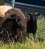 2 mooi skudde ooien., Dieren en Toebehoren, Schapen, Geiten en Varkens, Vrouwelijk, Schaap, 3 tot 5 jaar