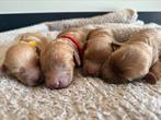 Prachtige labradoodle pups geboren uit fantastische ouders., Dieren en Toebehoren, Honden | Niet-rashonden, Rabiës (hondsdolheid)