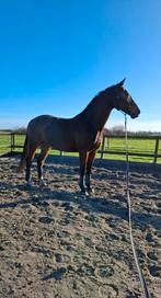 Gezocht verzorger / bijrijder, Ophalen of Verzenden, Overige soorten