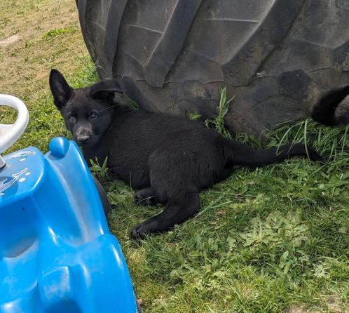 Duitse Herder Pups met Stamboom / 1 Teefje Nog beschikbaar, Dieren en Toebehoren, Honden | Herdershonden en Veedrijvers, Meerdere dieren