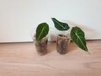 Baby alocasia black velvet, populaire kamerplantje, Huis en Inrichting, Kamerplanten, Overige soorten, In pot, Minder dan 100 cm