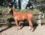 New Forest en Engels Volbloed, Dieren en Toebehoren, Merrie, Gechipt, 0 tot 2 jaar