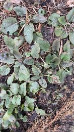 Smeerwortel groen bemester roze bloeiend, Ophalen of Verzenden, Overige soorten, Minder dan 100 cm