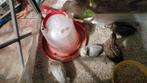 4 Chinese kwartels, Dieren en Toebehoren, Overige soorten
