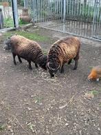 quessand ooitjes ,  2 en 4 jaar oud, Dieren en Toebehoren, Vrouwelijk, Geit