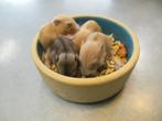 Complete hamster set, hamster & mooie kooi + alle toebehoren, Dieren en Toebehoren, Knaagdieren, Vrouwelijk, Hamster, Na 1 juli 2024