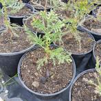 Mammoetboom (Sequoiadendron giganteum), In pot, Minder dan 100 cm, Overige soorten, Volle zon