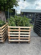 Hedera hoog ruim 80/100 dikke planten prijs 2,95 pst, Tuin en Terras, Ophalen, Vaste plant, Bloeit niet, Halfschaduw