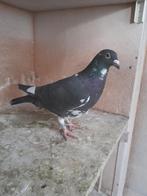 Duiven, Dieren en Toebehoren, Vogels | Duiven, Meerdere dieren, Postduif