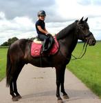 Lieve d-pony , ruin., Dieren en Toebehoren, Gechipt, B, Ruin, 11 jaar of ouder