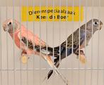 Koppel bourke parkieten roze x wildkleur, Meerdere dieren, Parkiet, Geringd
