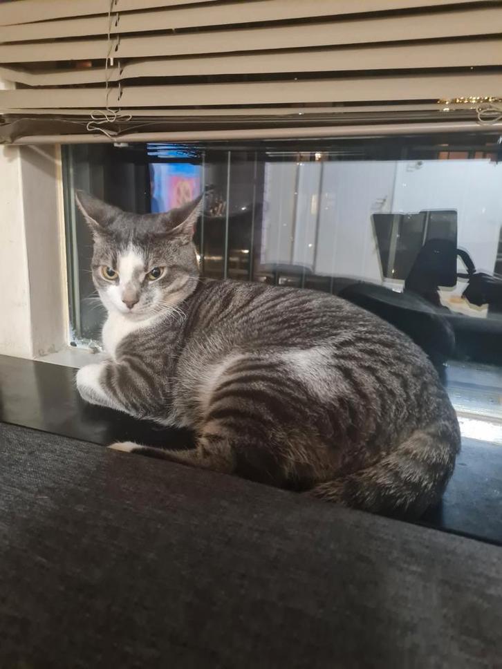 Een mooie poesje verkopen, Dieren en Toebehoren, Katten en Kittens | Dekkaters