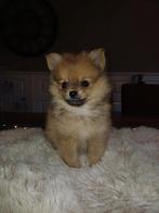 Pomeriaan pup, Dieren en Toebehoren, Reu, 8 tot 15 weken, Eén hond, Nederland