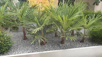 Palm ong 80 cm hoog meerdere beschikbaar beschikbaar voor biedingen