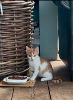 Laatste knappe rode kitten, Dieren en Toebehoren, Katten en Kittens | Overige Katten, Poes