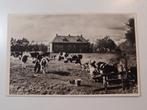 Suawoude met koeien, Verzenden, 1940 tot 1960, Gelopen, Friesland